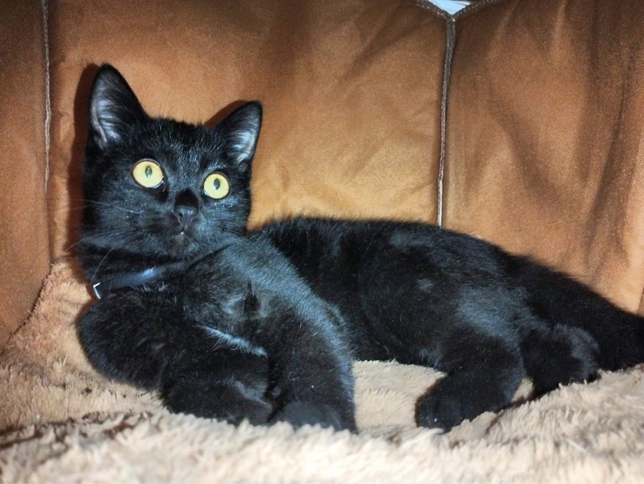 Отлам котенка, мальчик, 3,5 мес, домашний, ласковый