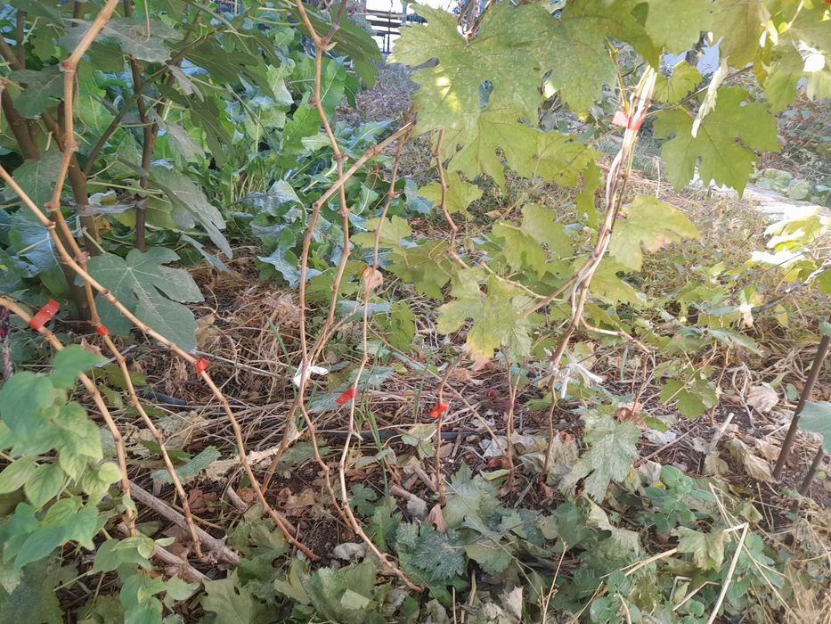 Жүзім Ландыш, Велес, Преображение виноград, қаламша/черенки