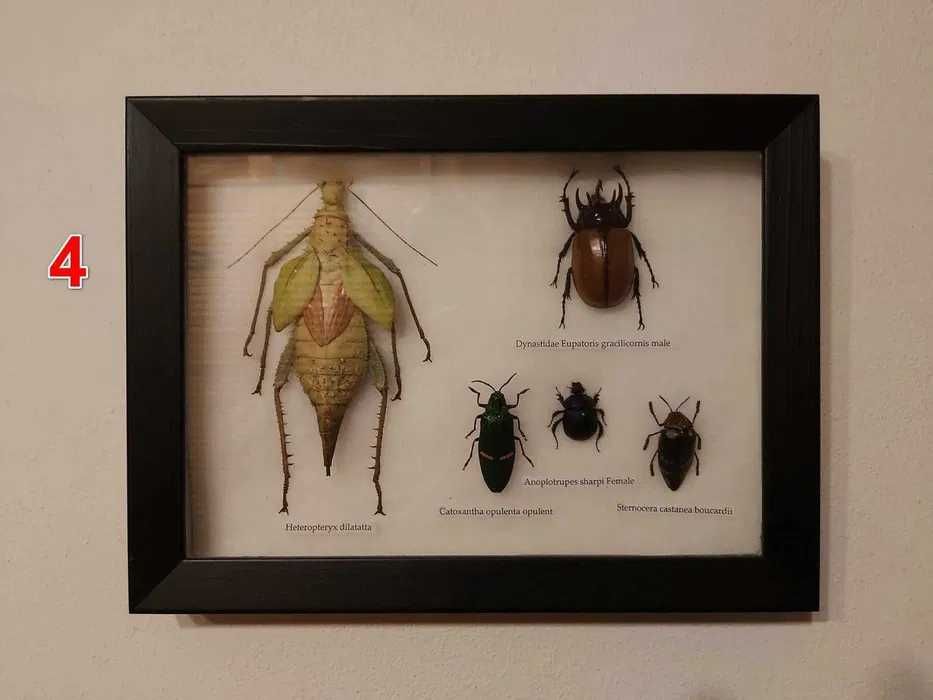Set 4 tablouri decor cu insecte