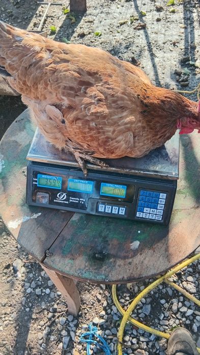 Rațe  găste cocosi găini schimb sau vănd