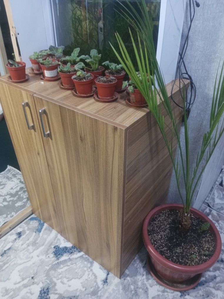Продам домашние цветы