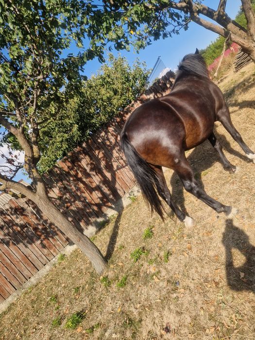 Vînd mînză gestantă