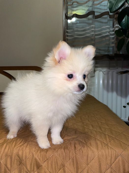 Мини шпиц момчее