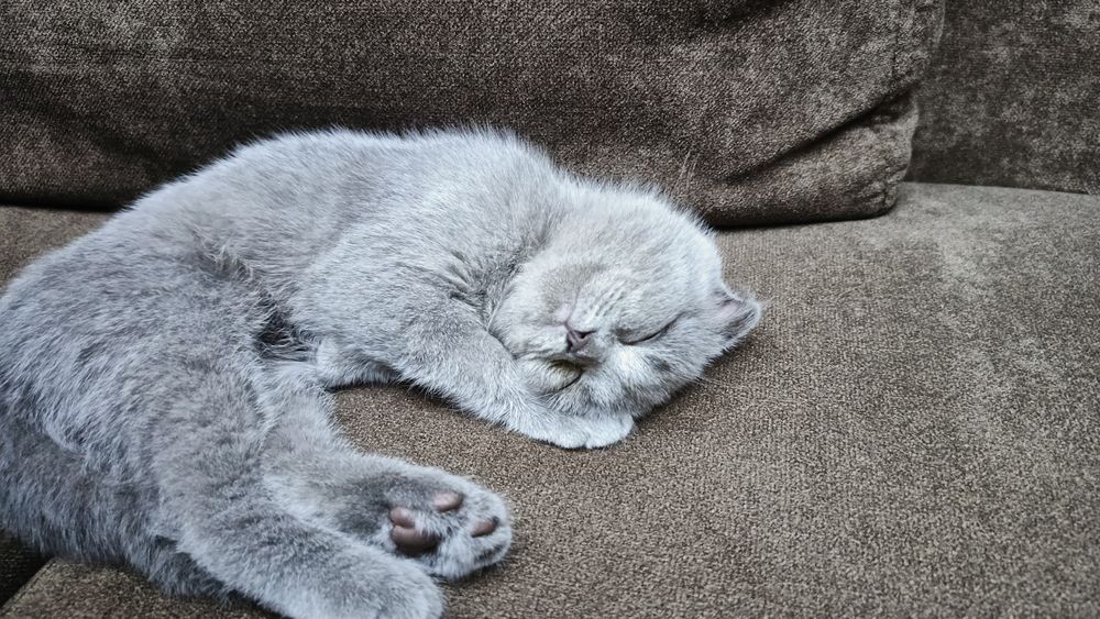 Scottish fold kittens. Скоттиш фолд (Шотландский кошка)