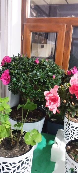 Азалеа гулари сотилади