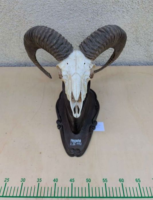 8 бр. трофеи от муфлон