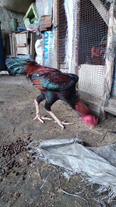 Хауроз сотилади ..