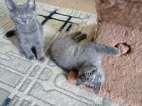 котята фолд и страйт