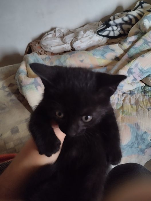Dau pisoi spre adopție jucăuși și energici