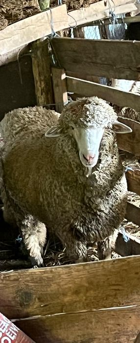 Vând berbec de anul acesta