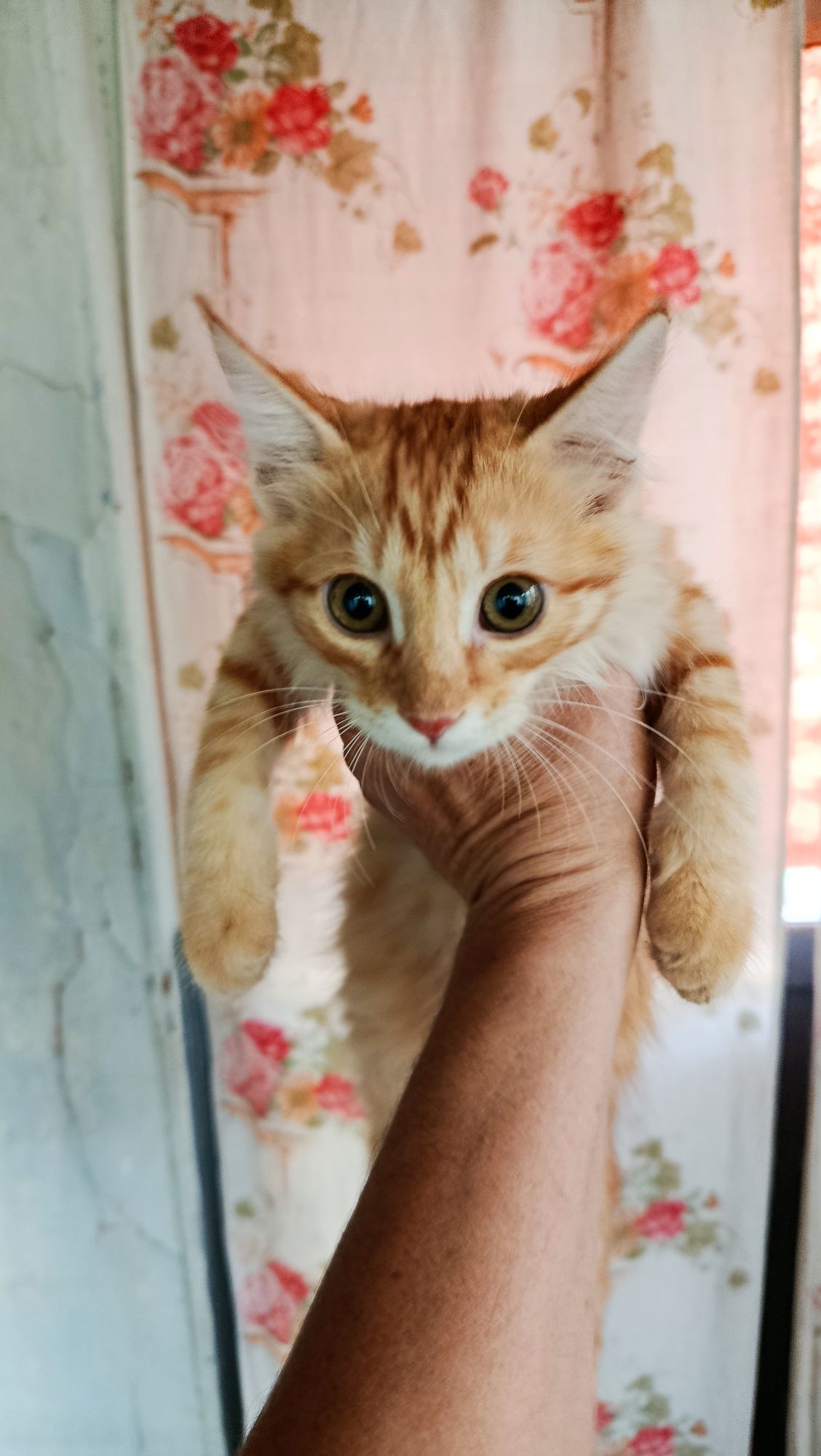 Котята в 4 мальчика и 1 девочка