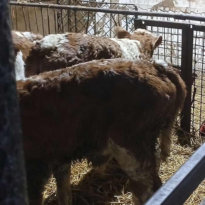 Vitei baltata si belgian