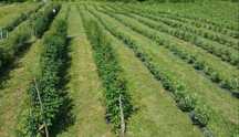 Butasi aronia, afin, coacaz