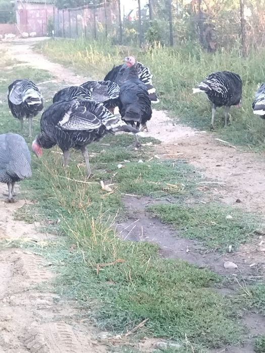 Vând curci de casă 7 luni.