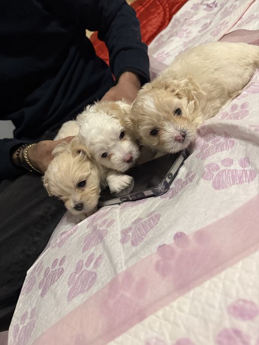 Trei baietei frumusei isi cauta casute noi