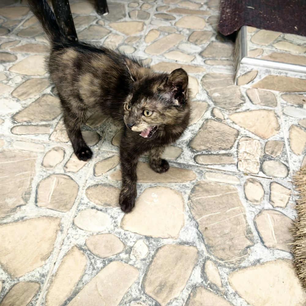 Подарявам малко коте