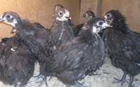 Цыплята черный Австролорп  , Австролоп 1,5 мес
