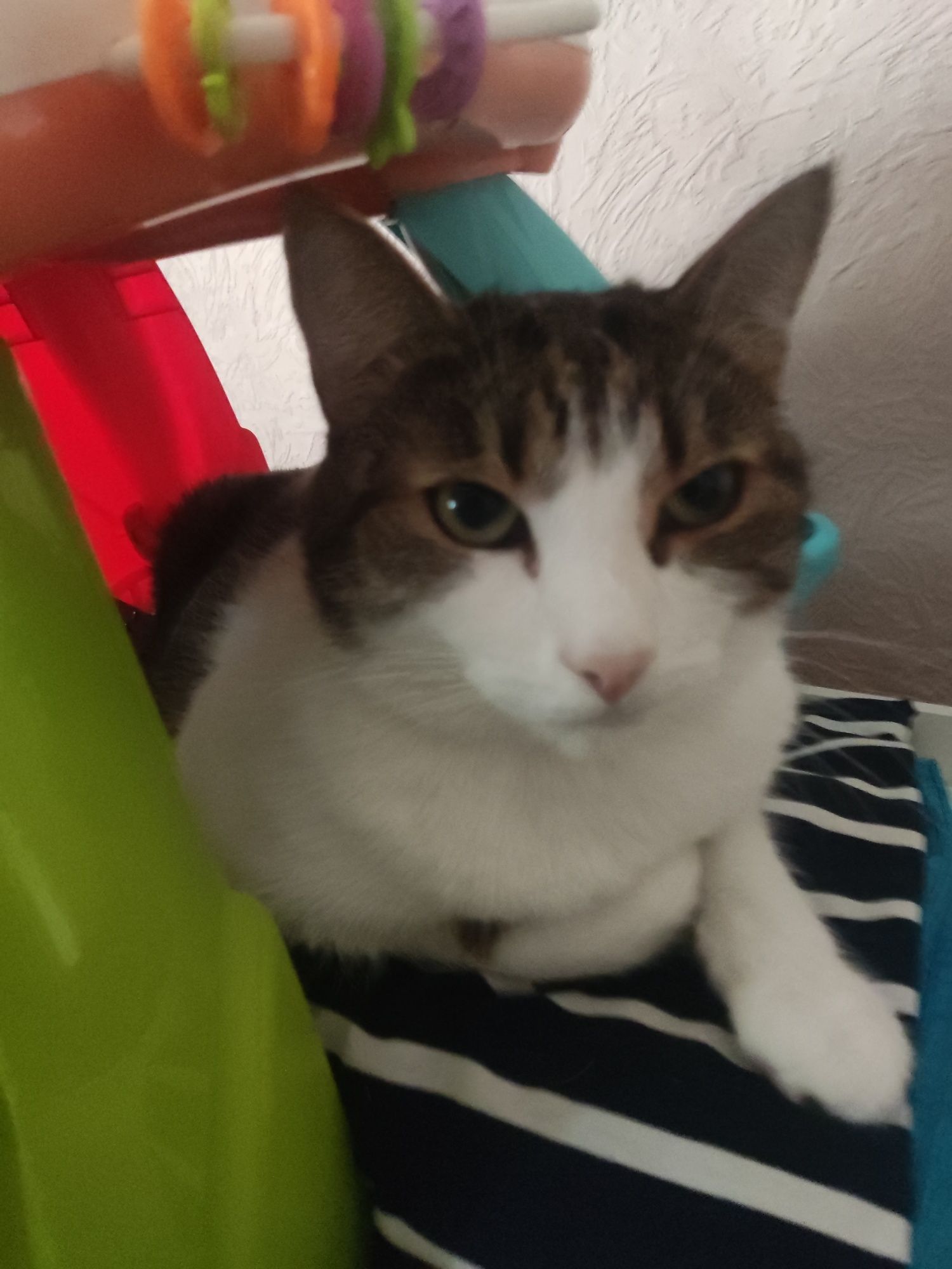 Кот домашний приученный к лотку