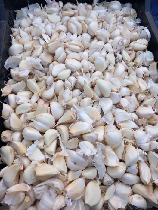 Usturoi de vânzare pus în pământ și consum