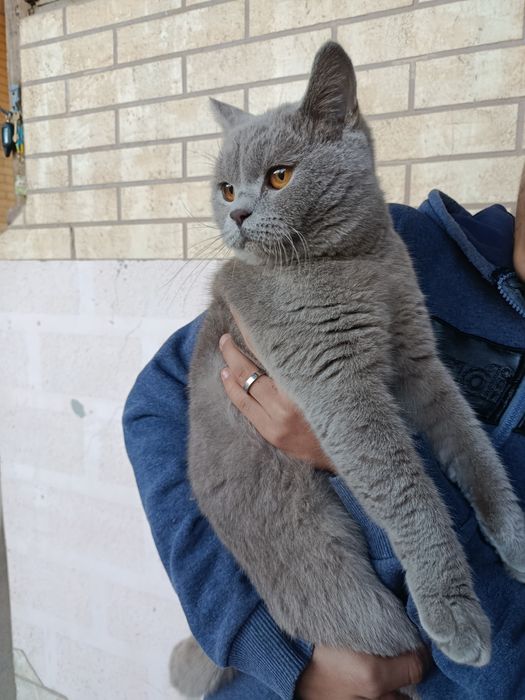 Scottish Straight 7 oyli oĝil bola mushuk sotiladi