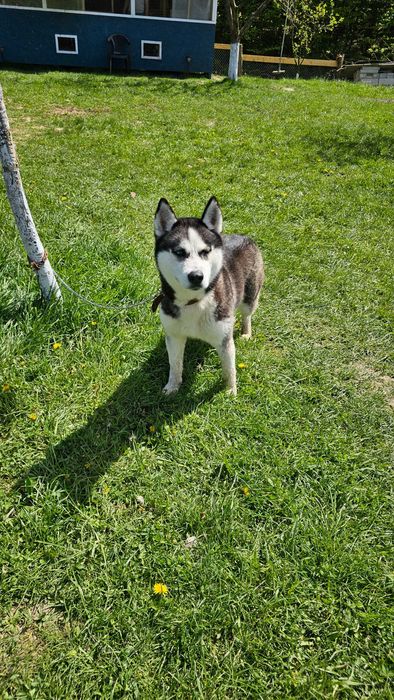 Husky Siberian femelă