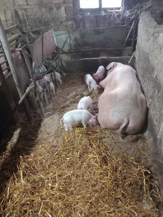 Прасета                .