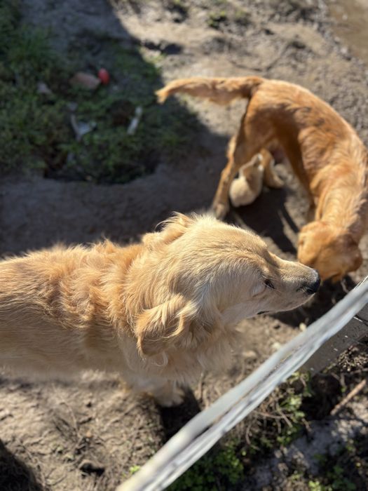 Бебета голдън ретривър