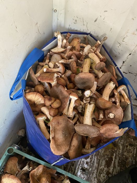 ghebe proaspete de vanzare