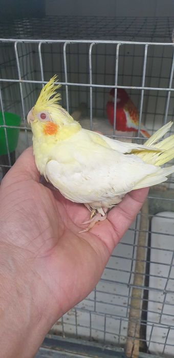 Papagali nlmfa puișori blănzi