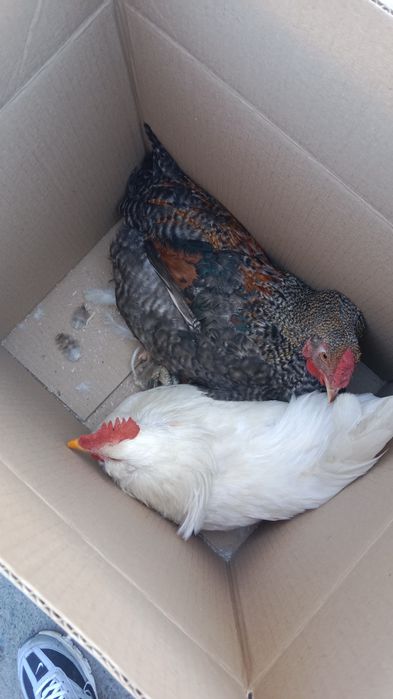 Продам петушков и кролят