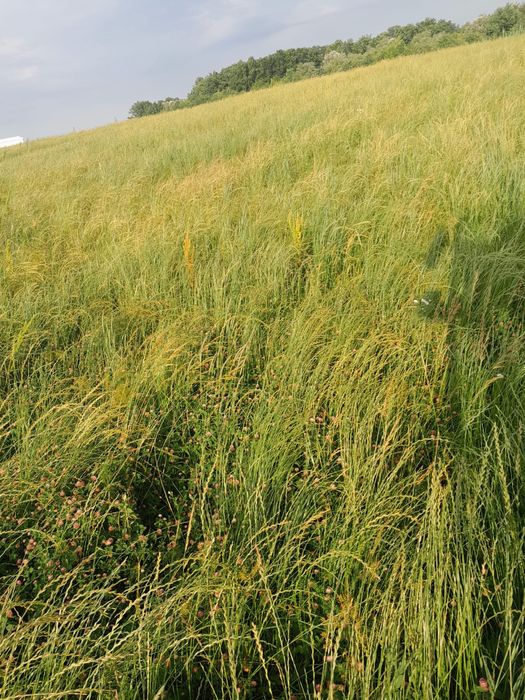 Vând baloți de iarbă mixtă