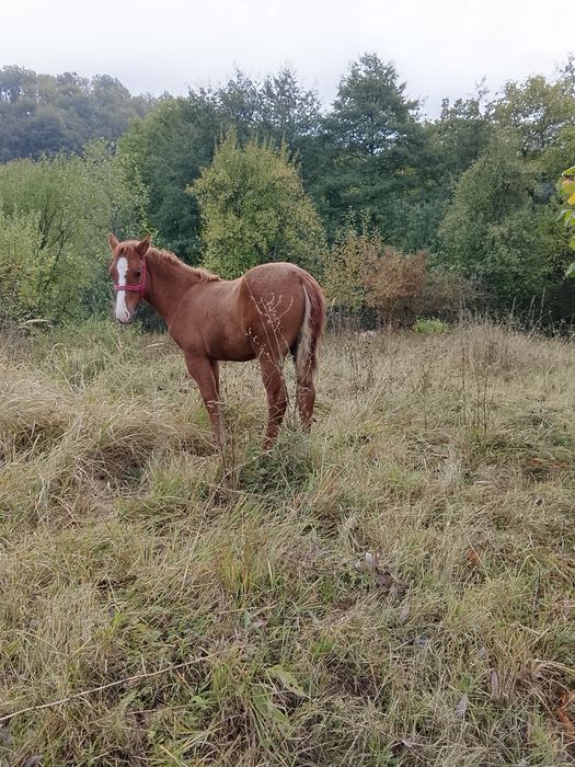 Mânz , vârsta 6 luni