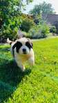 Cățelușa Saint Bernard