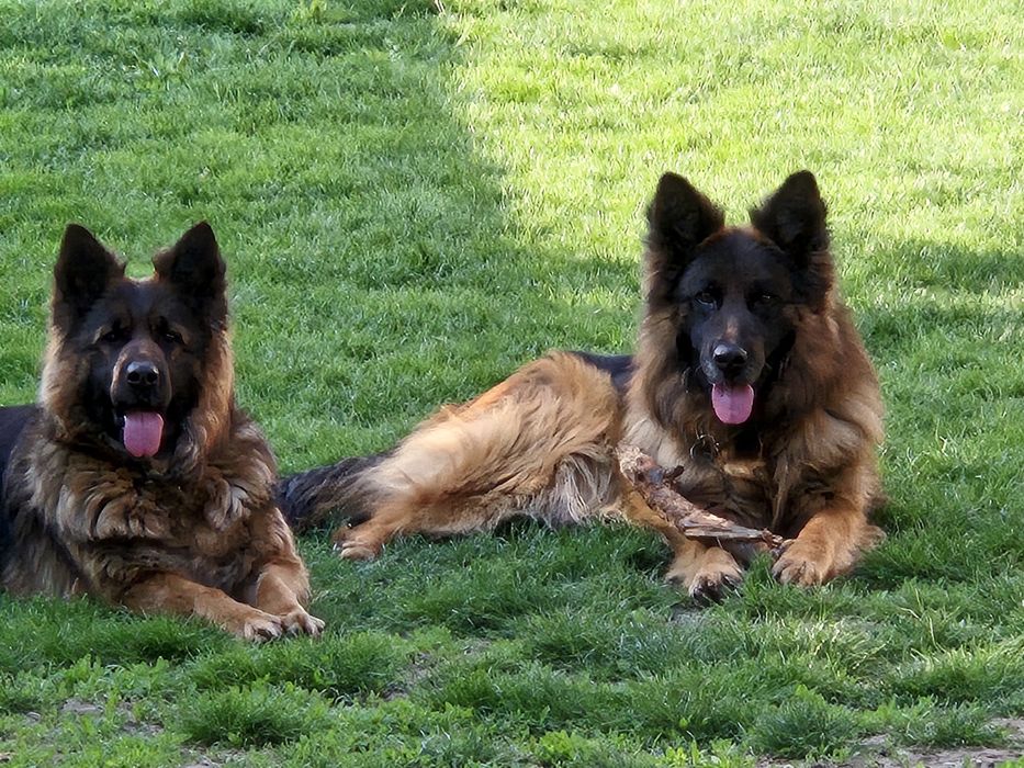 Ciobanesc german pui cu pedigree