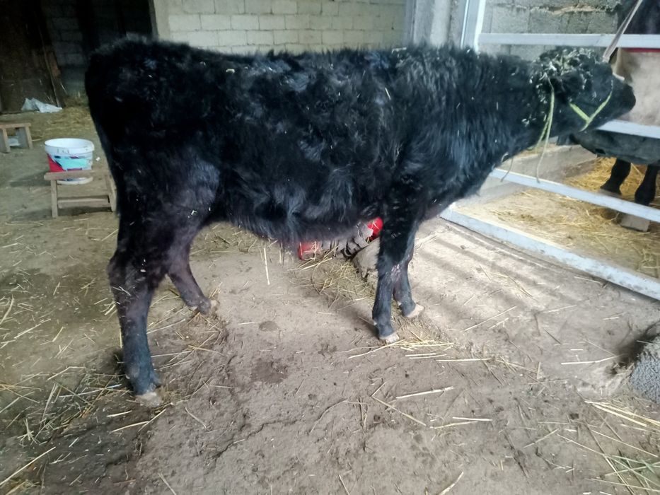 ангус 3 бас бұха сатылады срочно