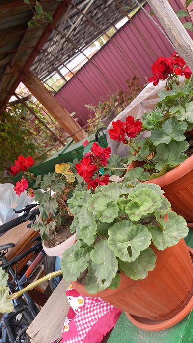 Комнатные цветы красивые