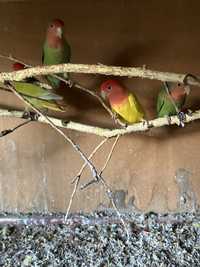 Papagali agapornis (iubitori )
