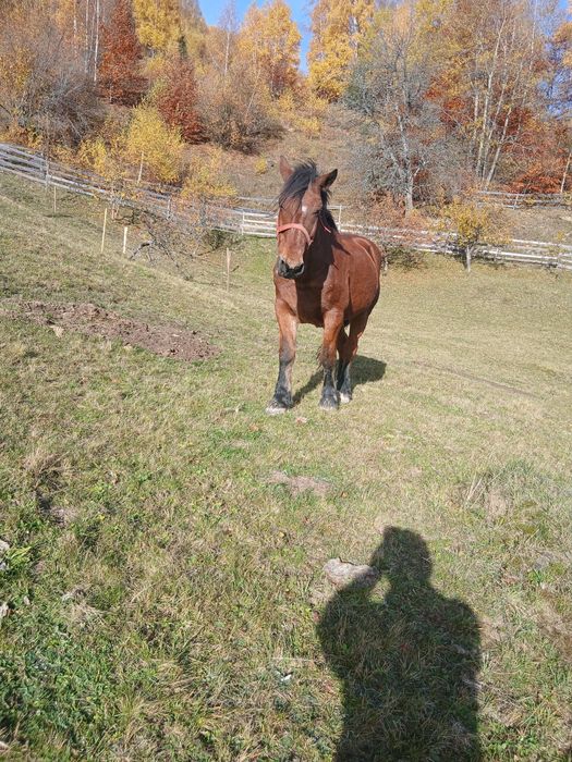 Vand cal detalii la telefon