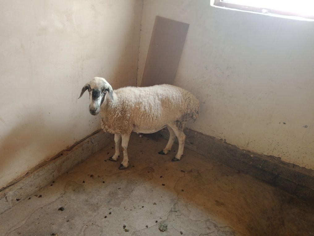 qasopchilik xizmati so'yib maydalab beramiz katta mol qo'y