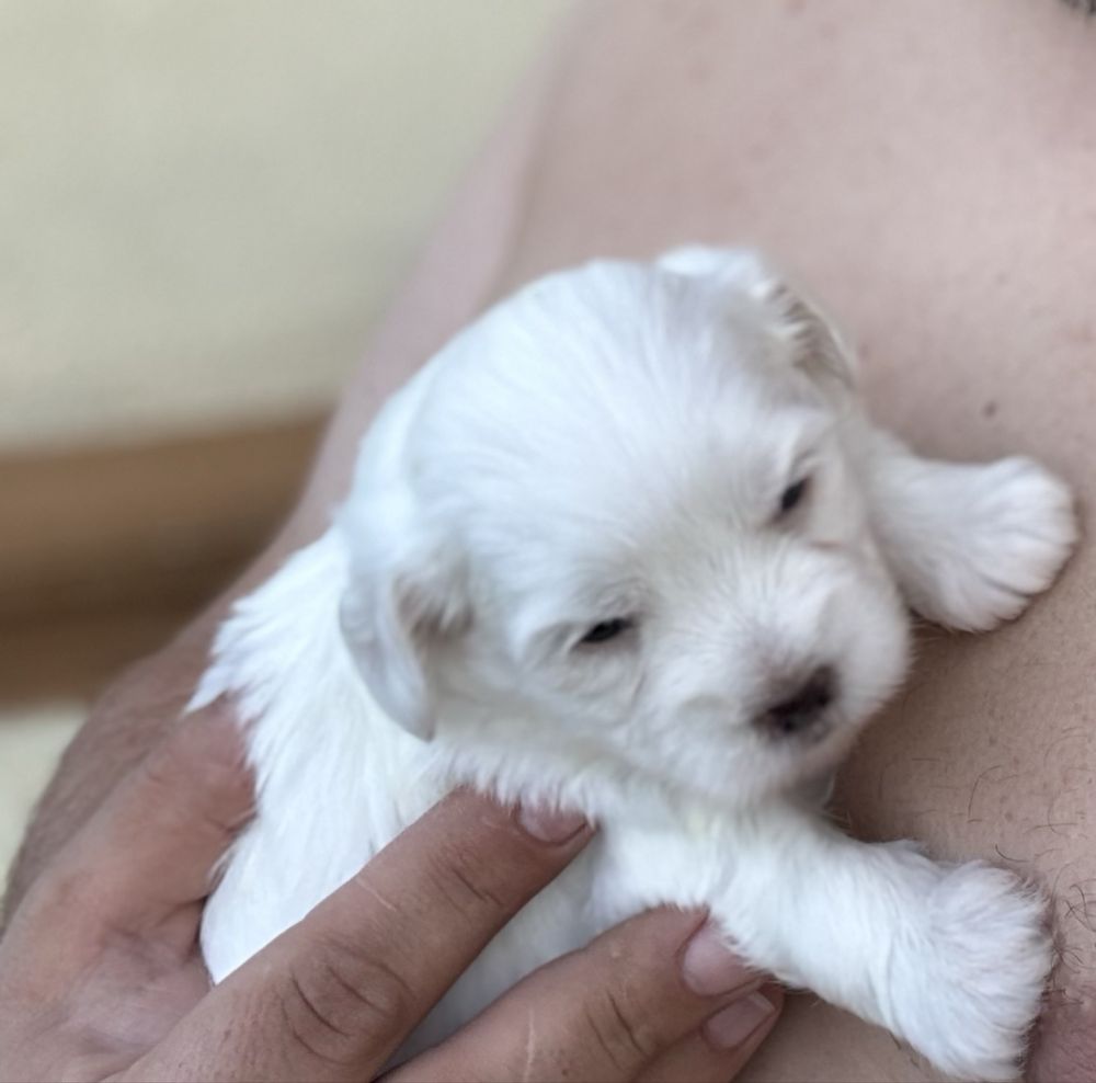 Vand puiuti bichon