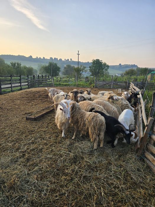 De vânzare capră  si oi se poate ṣi schimb de vițel