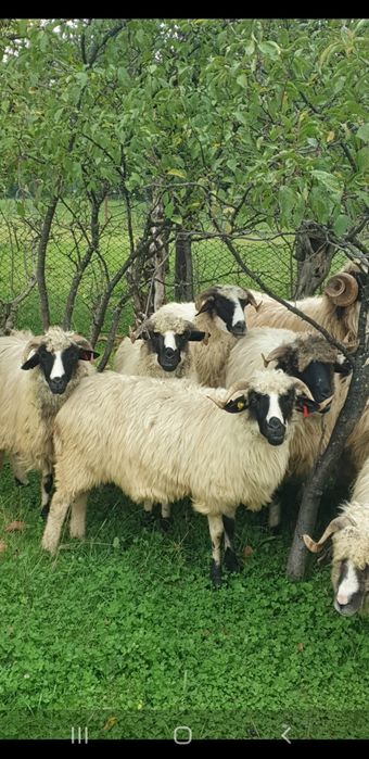 Vand oi breze și un berbec strămior