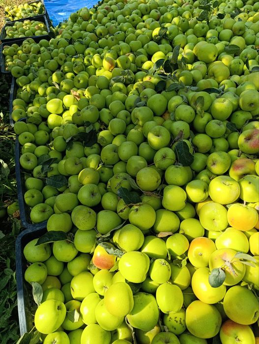 Olma nomi bo’yka bor ko’ta abyomda