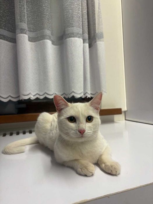 Коты и кошки в добрые руки