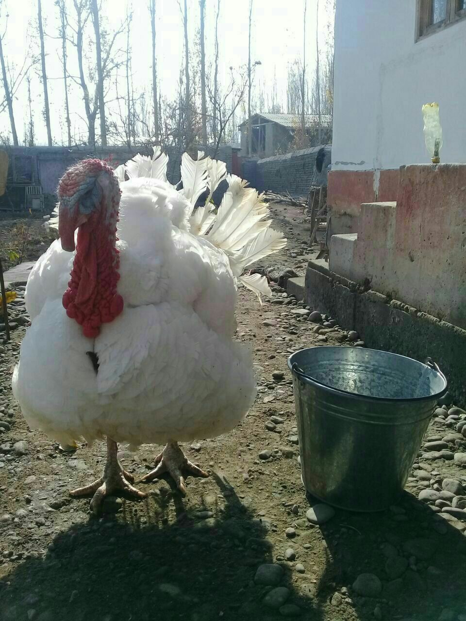 Биг 6 индук жужалари