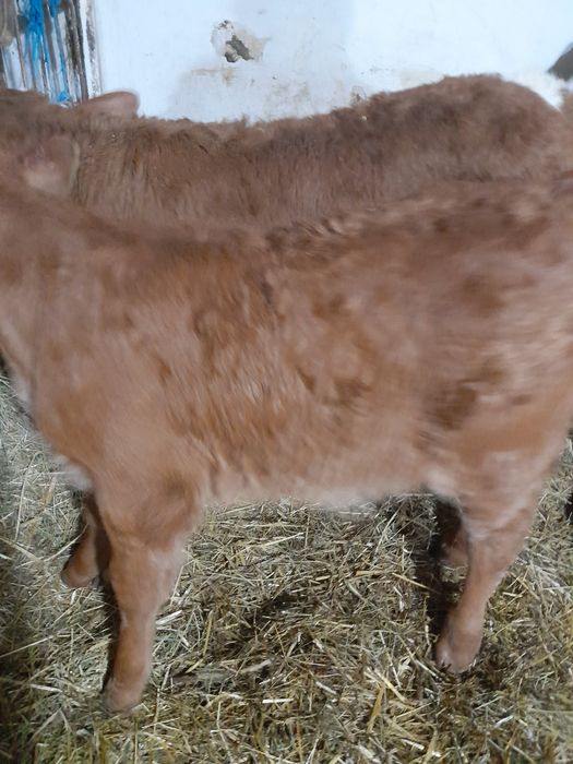 Tauras si vitea baltati semiintarcati