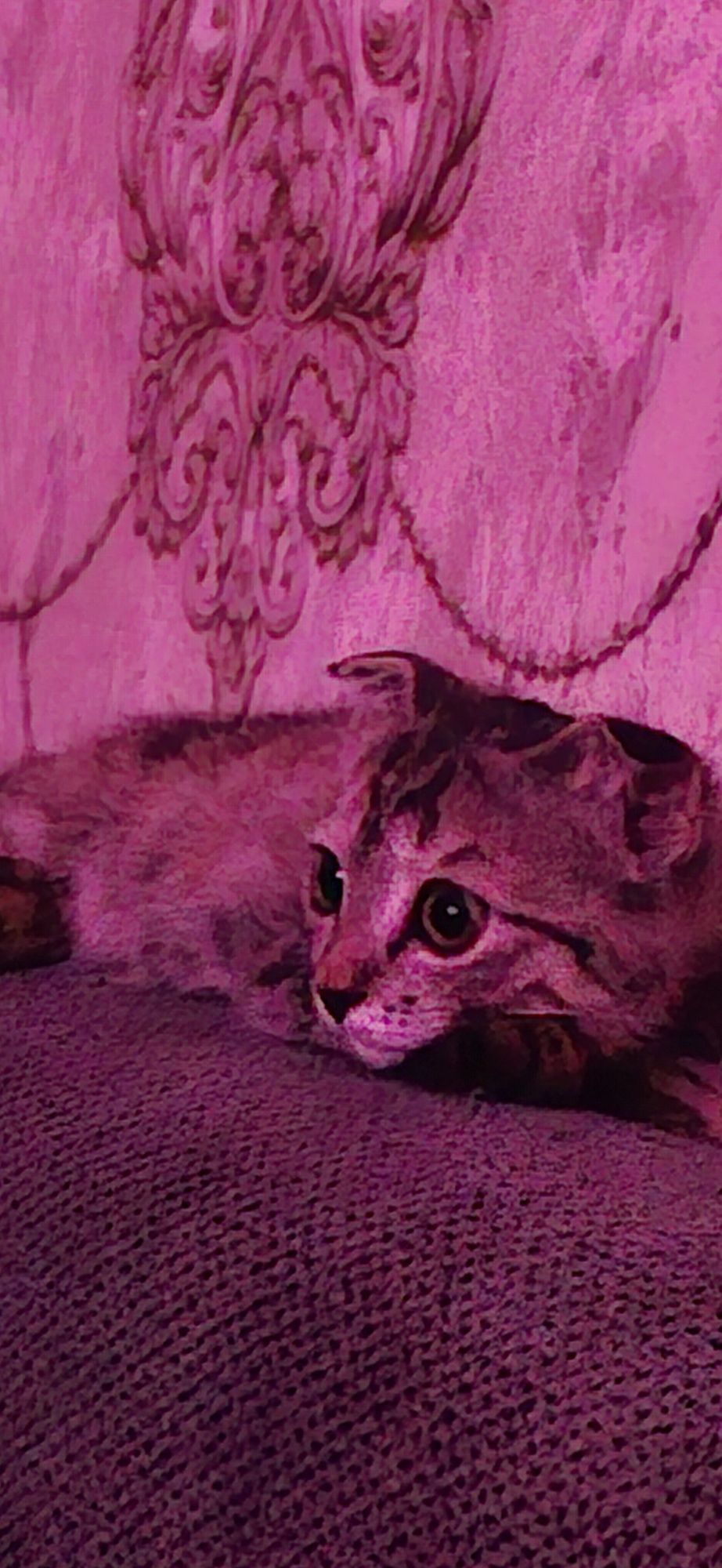 Котенок в хорошие ручки