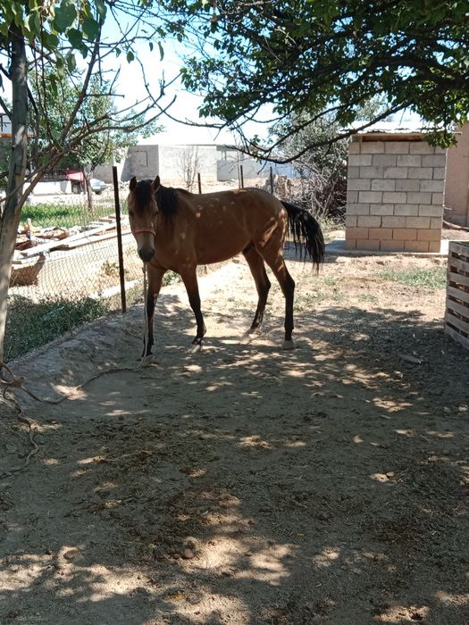 Англо Араб 3 жаста еркек
