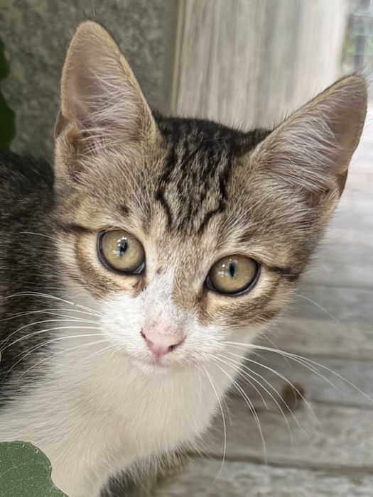 Pisicuti pt adoptie
