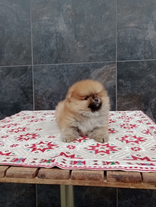 Мъжки Померан. Реални снимки!